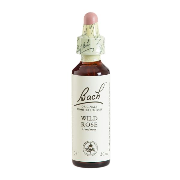 Bach Hunderose Wild Rose 37 